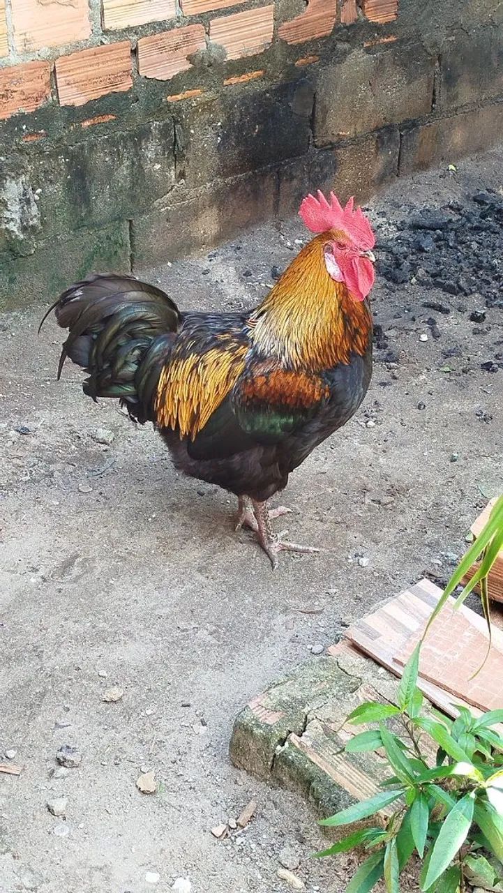 GALO 100 - Foto 2