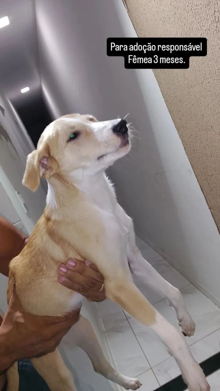 Para adoção responsável  - Foto 4
