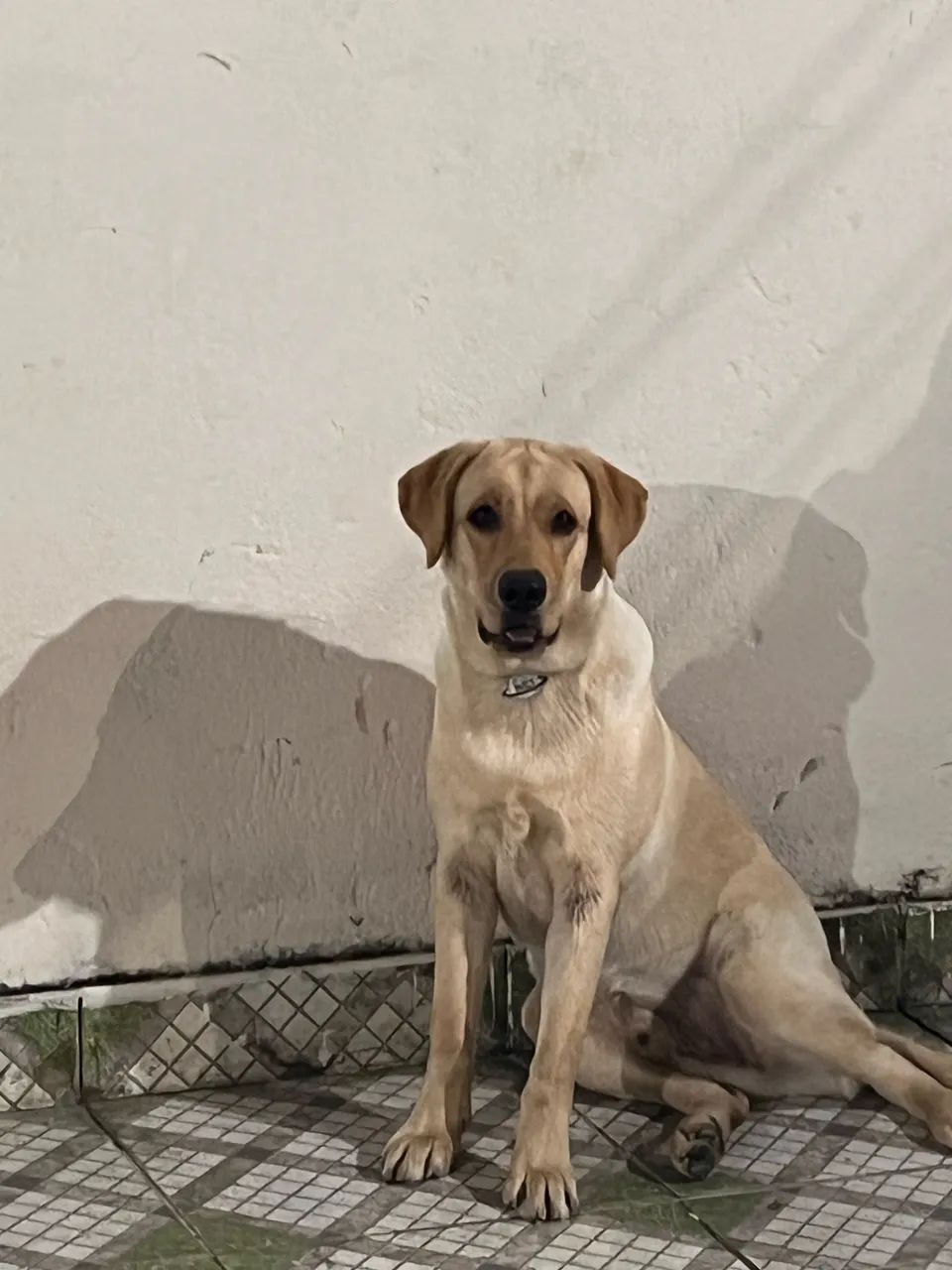 Labrador com 7M - Foto 3