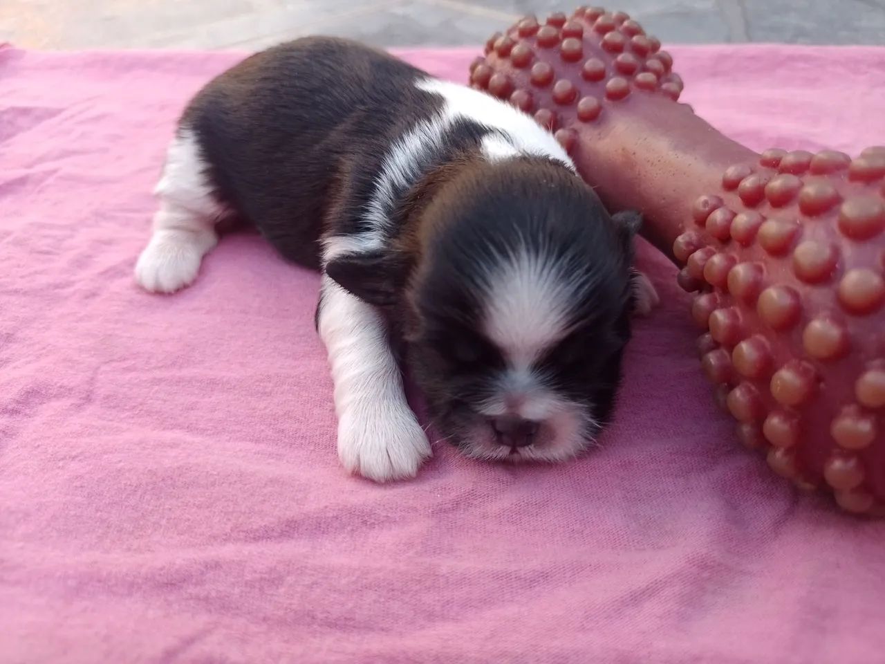 Cachorro  - Foto 4