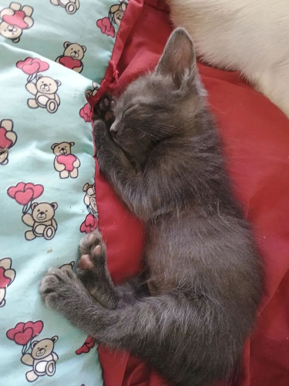 Gatinho cinza macho - Foto 2