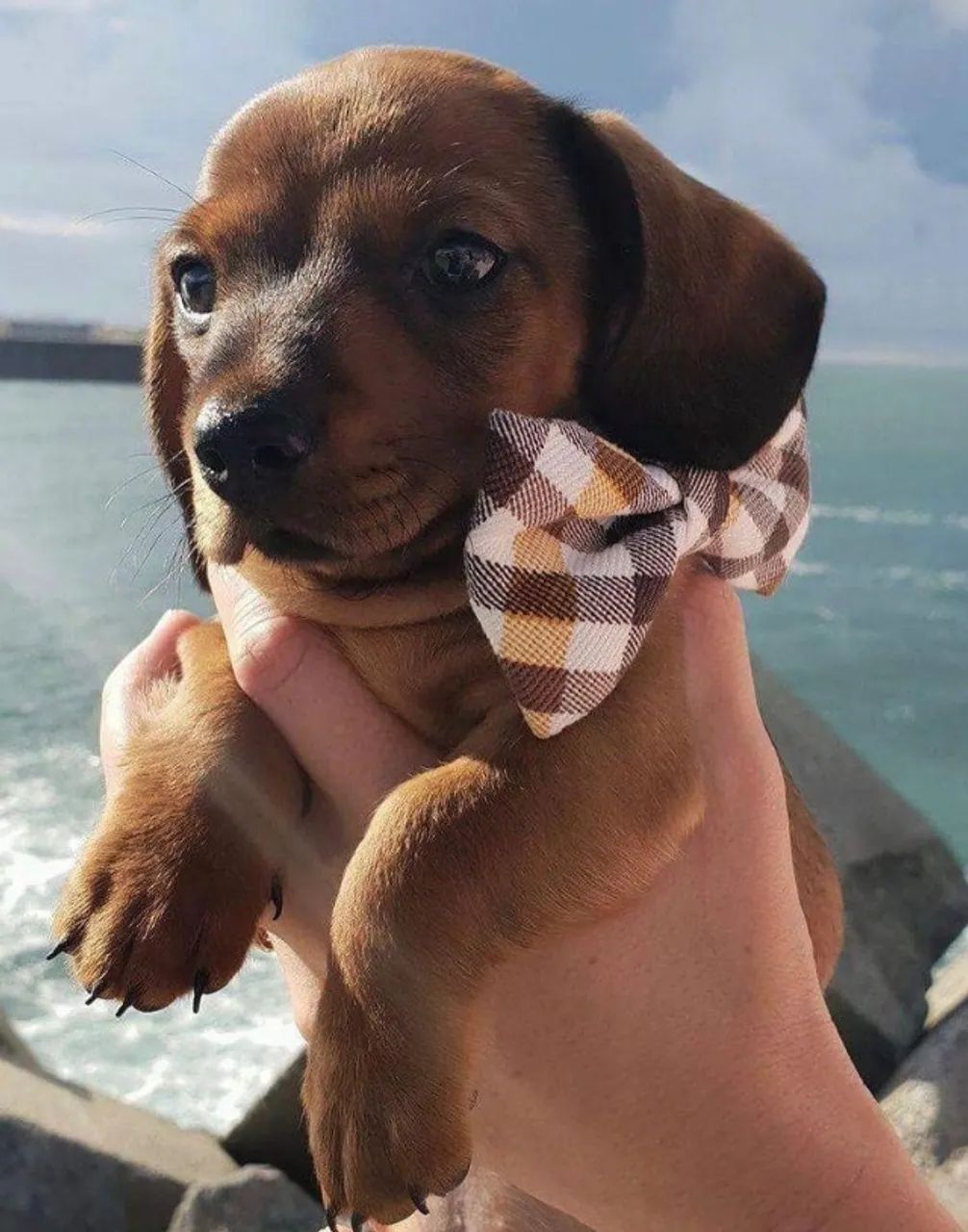 Basset / Teckel Companhia que cria momentos especiais