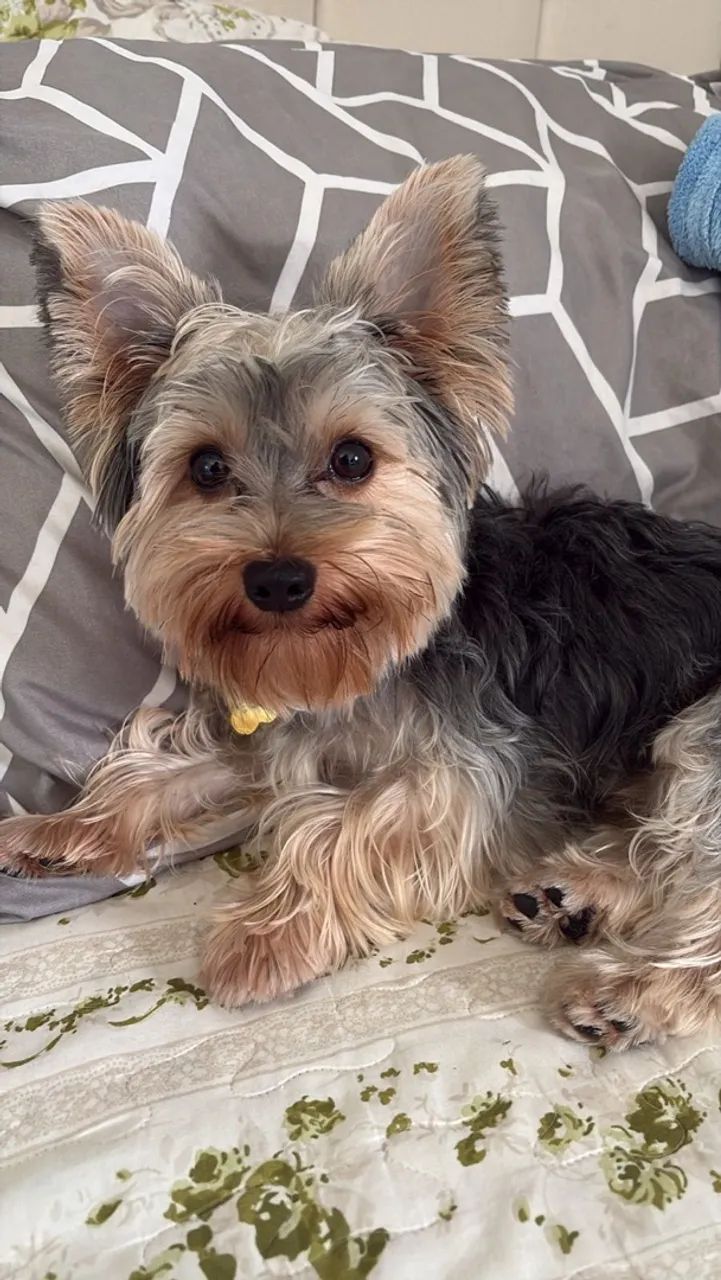 Cachorro - Foto 4