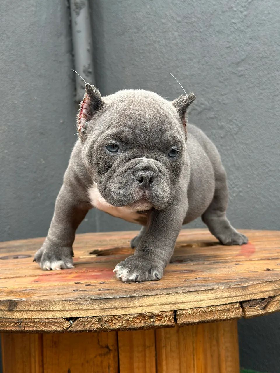 AMERICAN BULLY MICRO - MACHO 