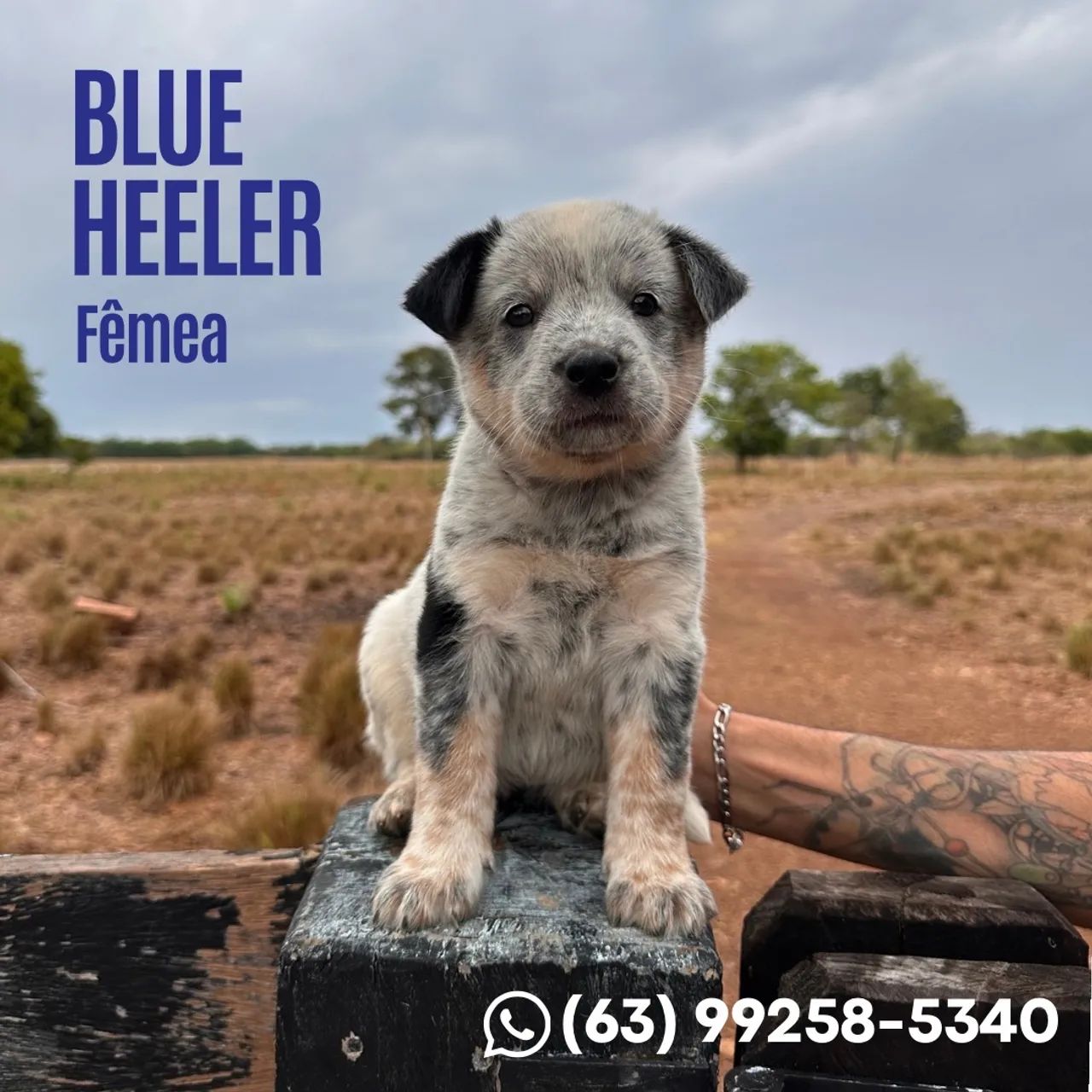 Vendo Blue Heeler - Foto 4