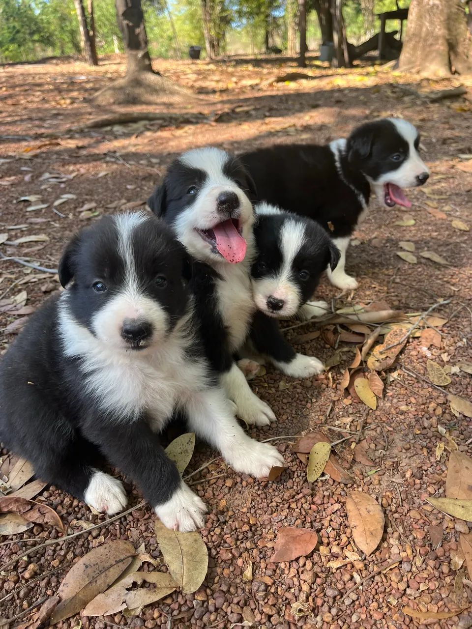 Vendo cães da raça Border Collie  - Foto 2