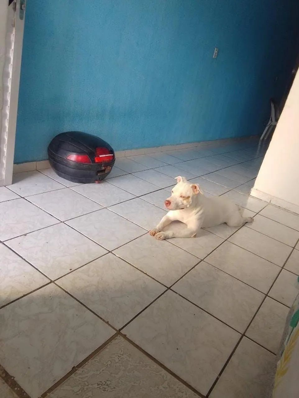 Fêmea de pit Bull para adoção  - Foto 2