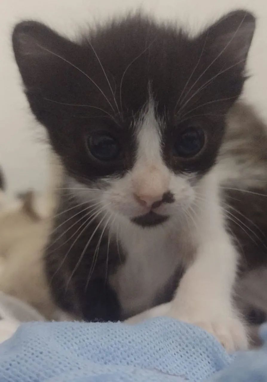 Lindos  gatinhos    são  três machos  duas femeas - Foto 2