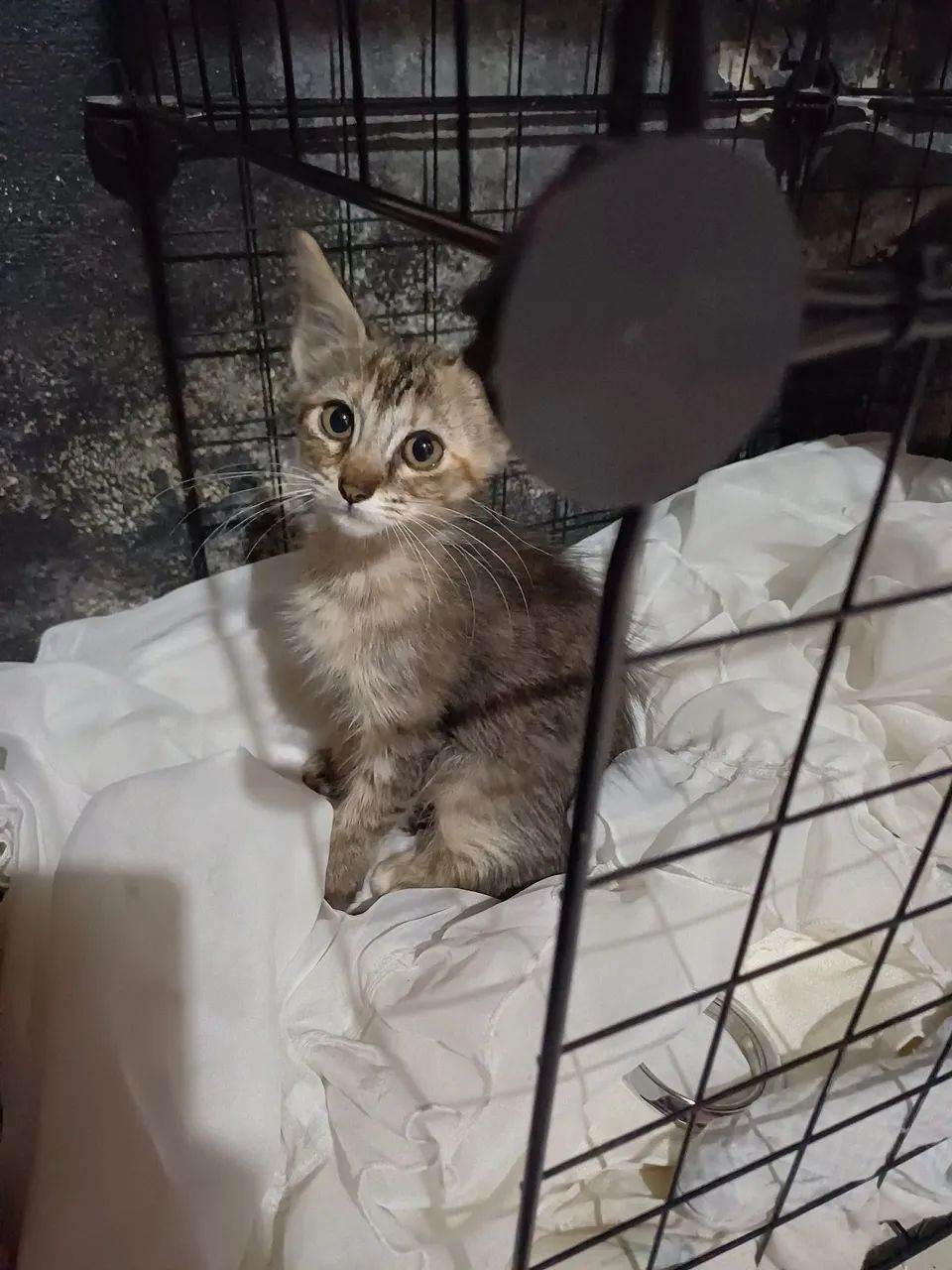 Doa-se gatinhos 