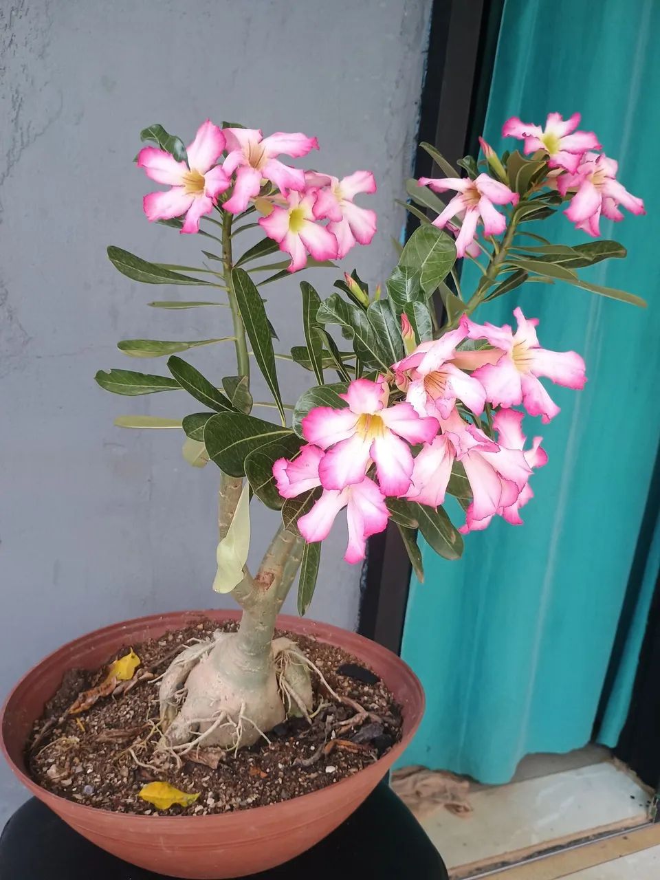 rosa do deserto  - Foto 3