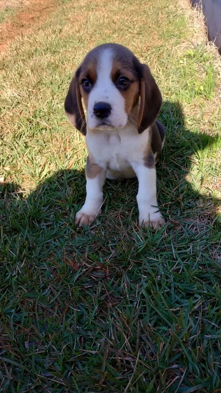Filhotes de beagle