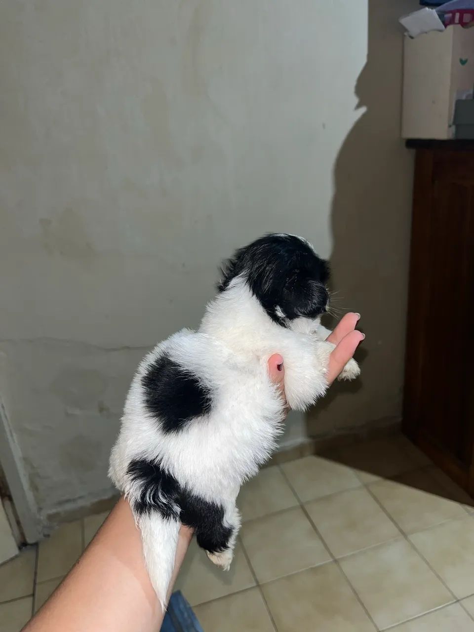 Shih Tzu Macho - Foto 2