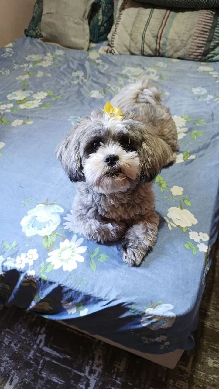 Filhotes de Lhasa Apso  - Foto 4