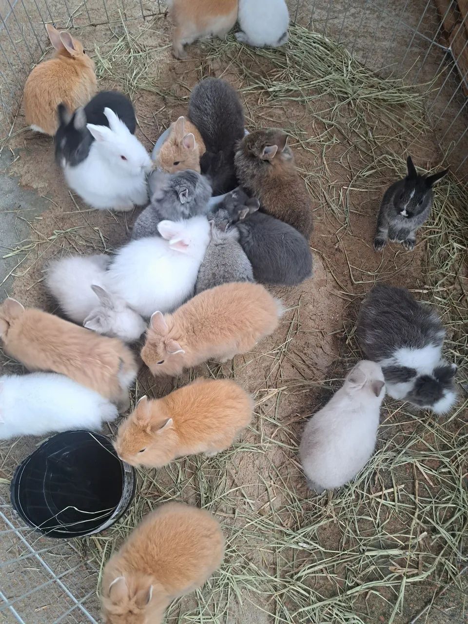 Mini coelhos filhotes 