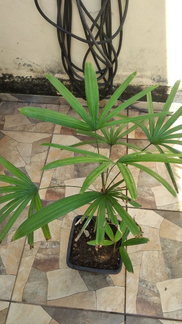 vendo coqueiro rafis  - Foto 4