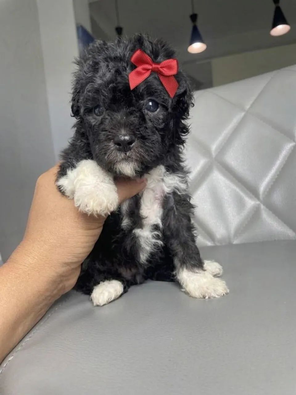 Poodle toyzinho  - Foto 3