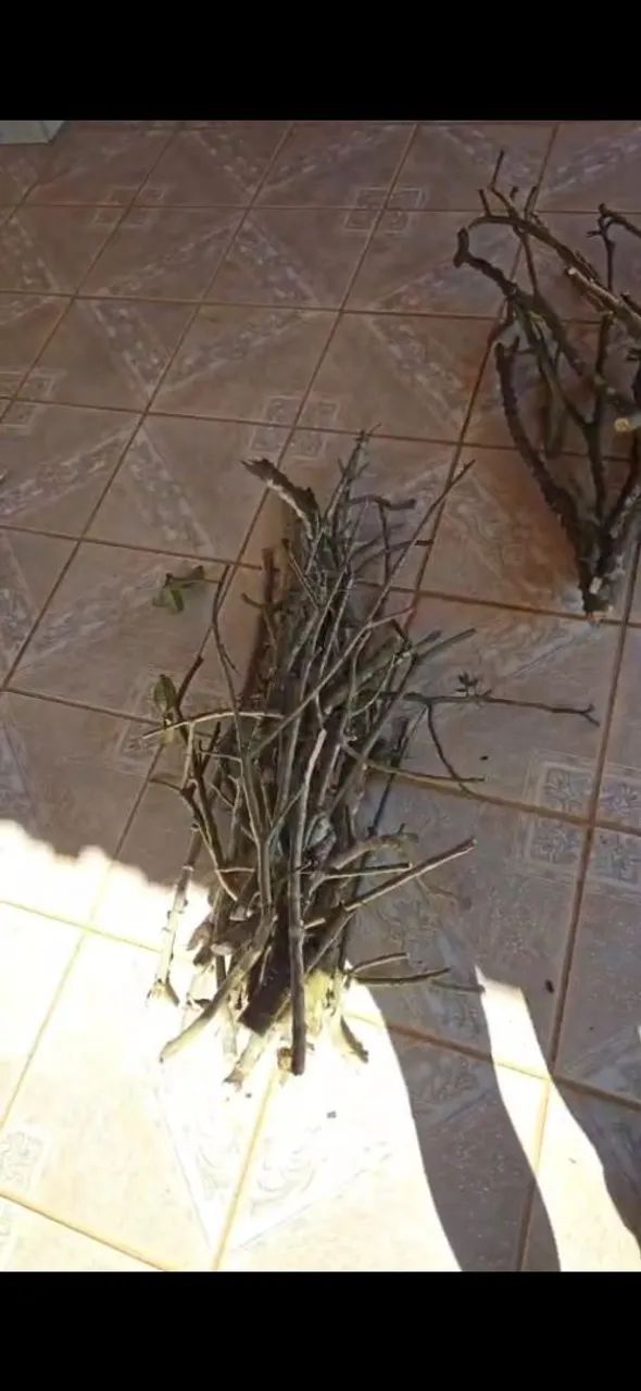 Poleiro Natural para aves  - Foto 4