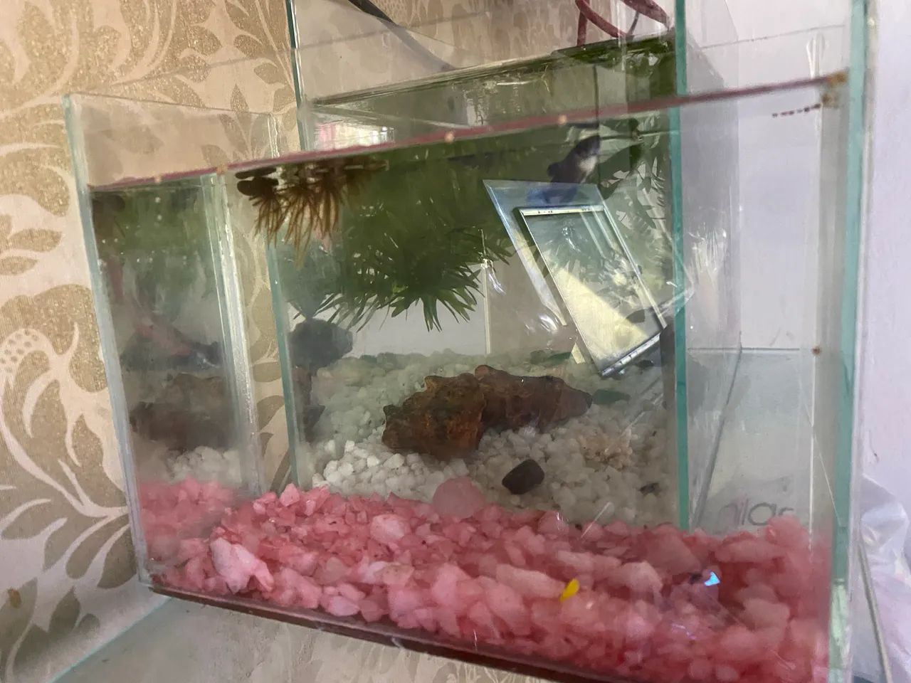 Aquário de 1 litro com Betta Blue fêmea 