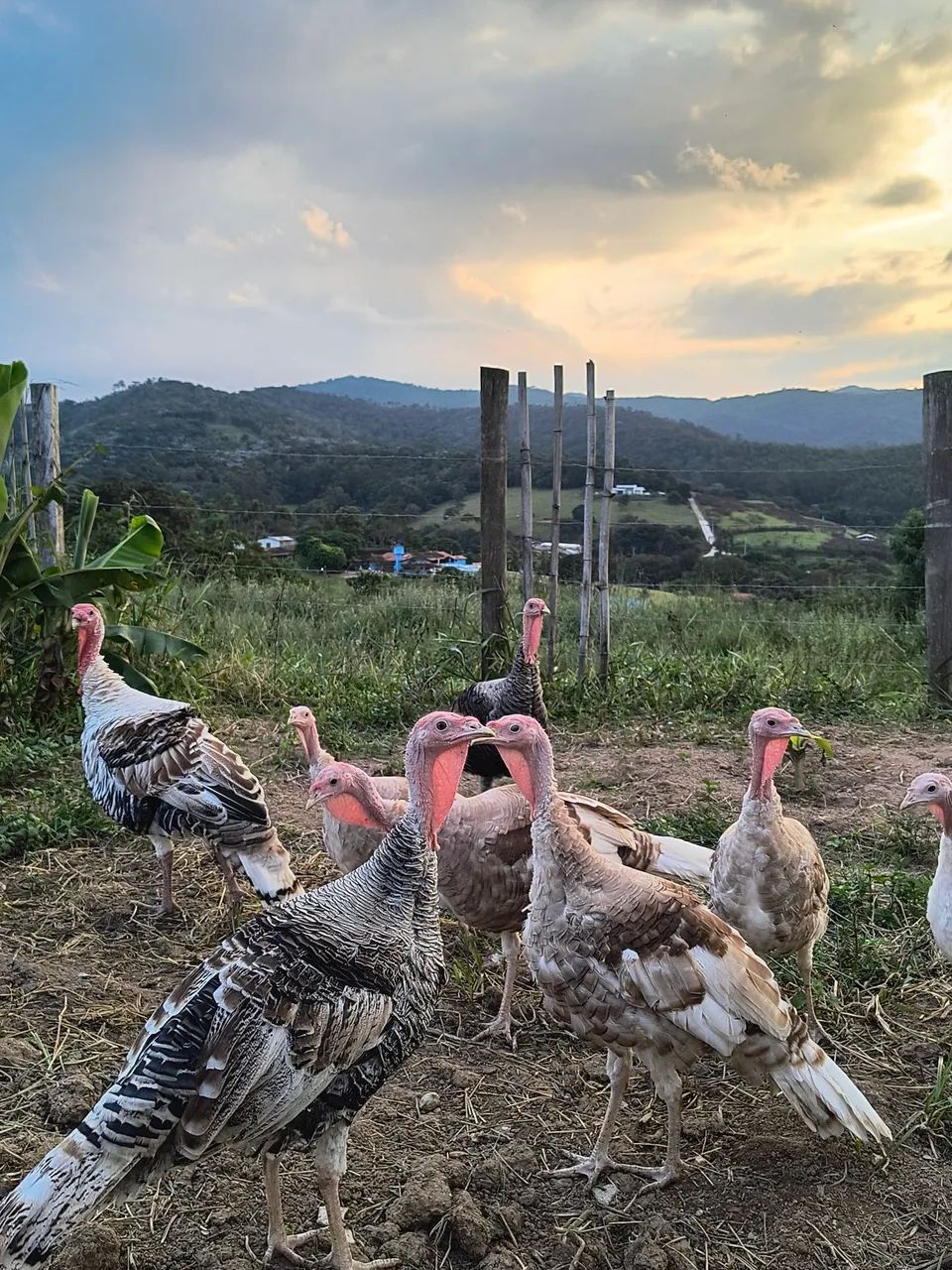 Perus jovens a venda  - Foto 3