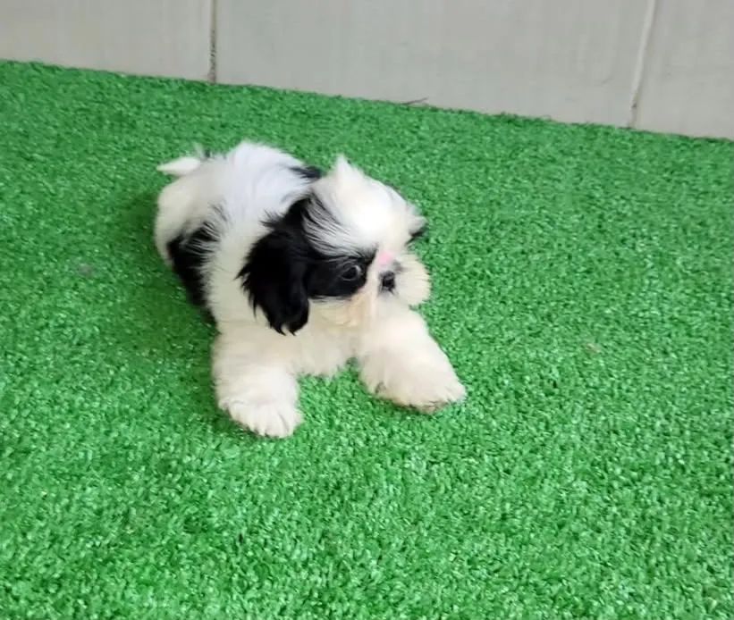 Filhote de shih tzu bicolor 