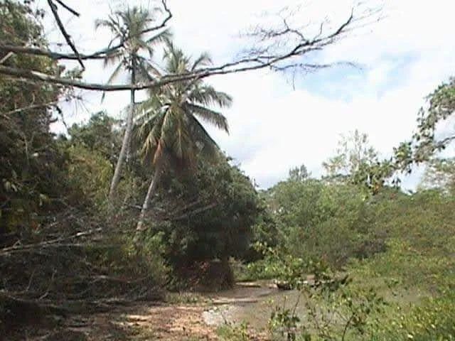 Ilha do caratateua - Foto 4