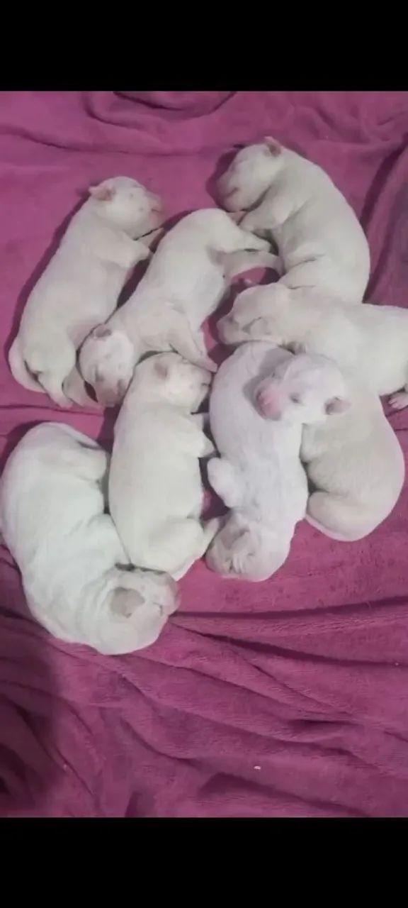 Vendo lindos filhotes de labradores puros - Foto 2