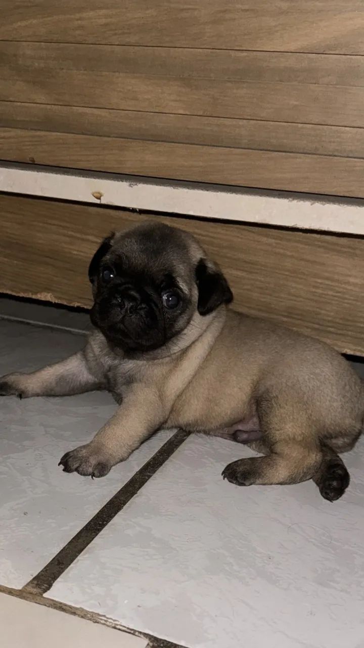Pug a venda  - Foto 4