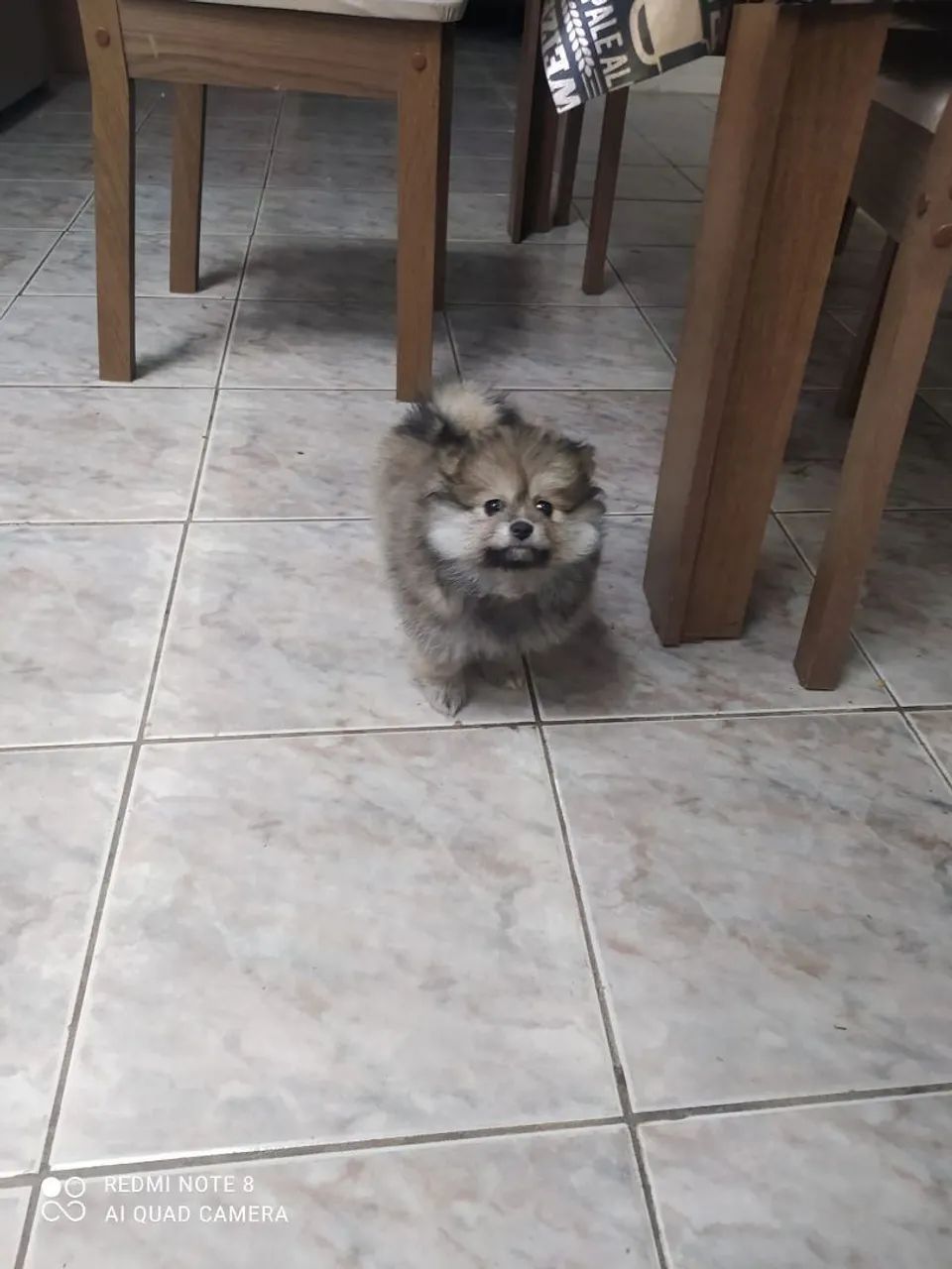 LULU DA POMERÂNIA PROMOÇÃO!!  - Foto 4