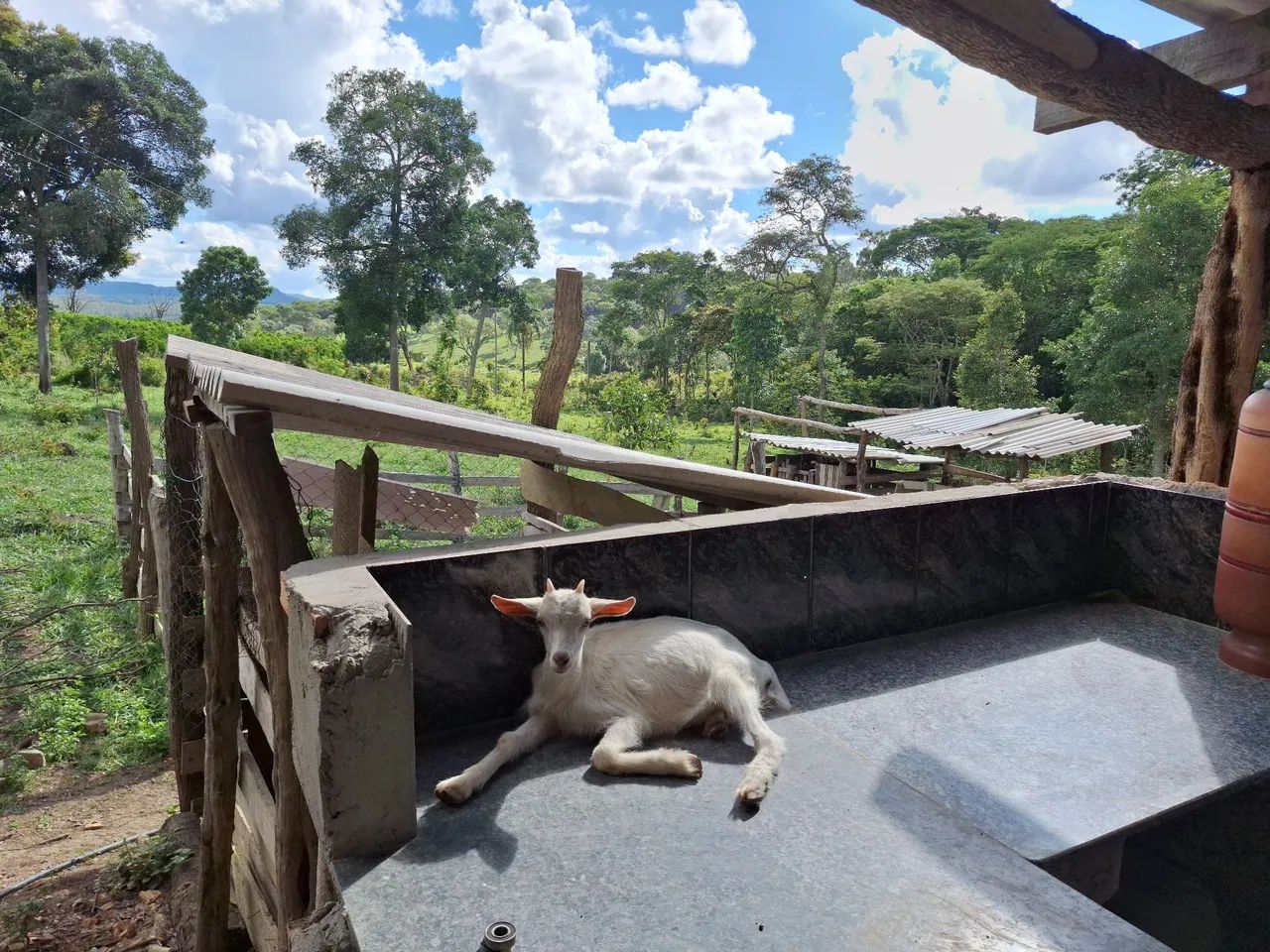 Cabras  - Foto 4