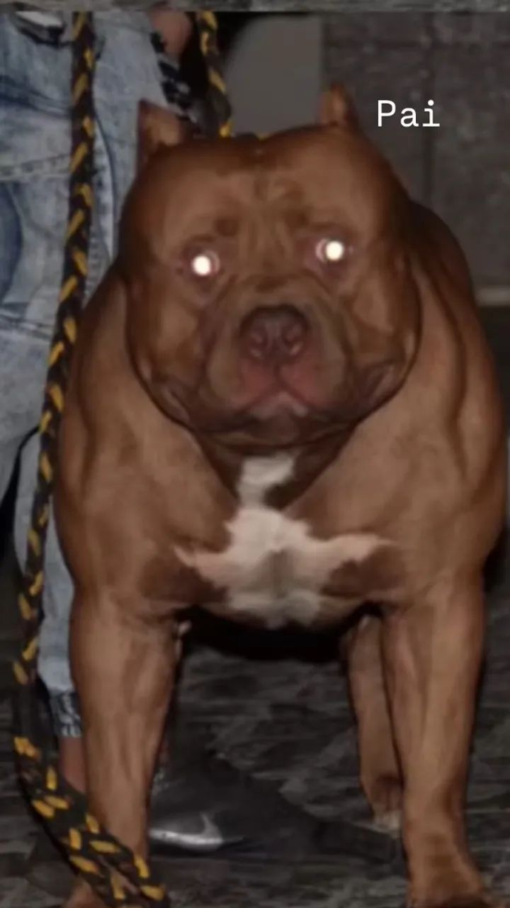Pit Monster bisneto do Bearzilla - Macho - Foto 2