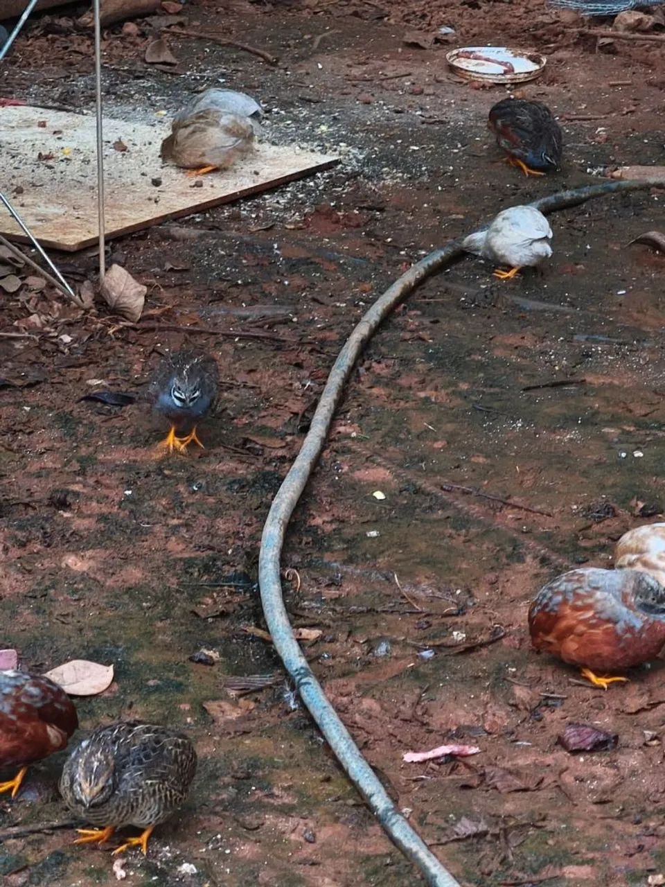 Codornas Chinesas  - Foto 4