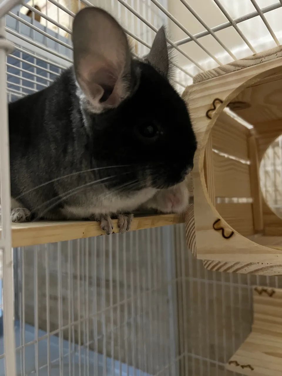 Chinchila Black Velvet Macho  - Foto 3