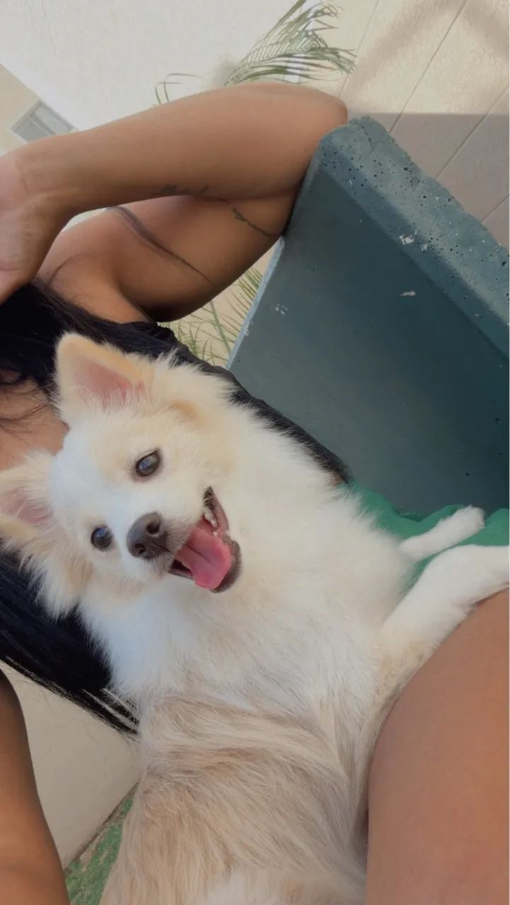 Spitz alemão  - Foto 3
