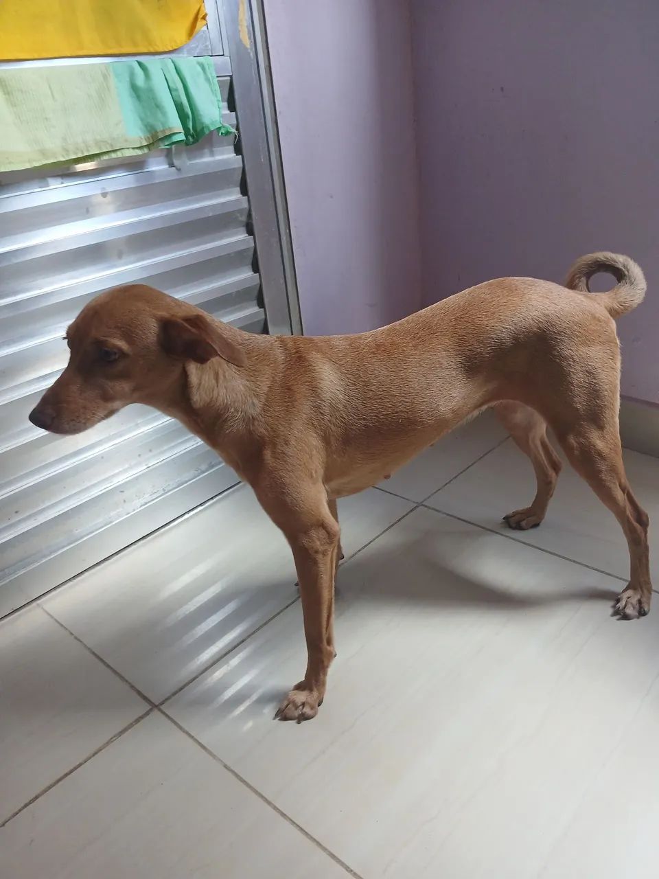 Doação de um Pet  - Foto 4