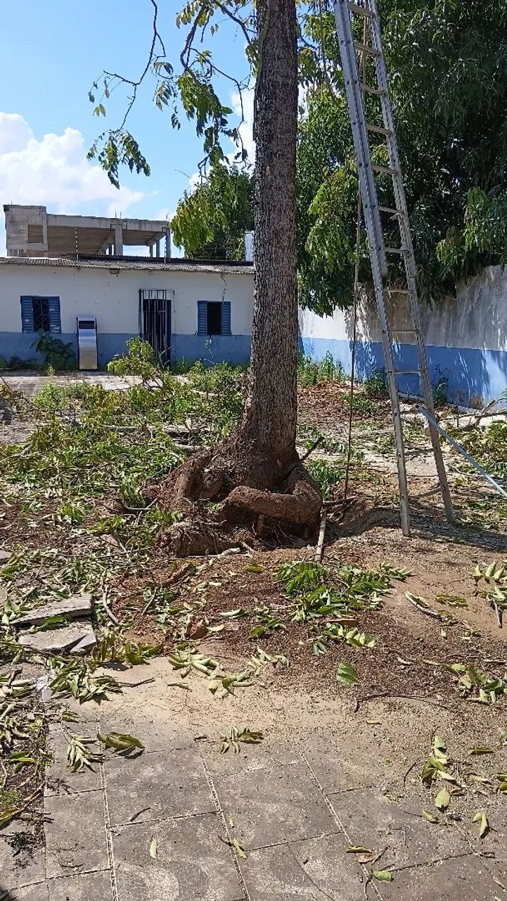 Servicos de poda e Jardinagem em geral  - Foto 4