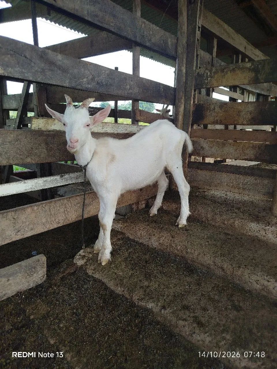 Cabras leiteiras  - Foto 5