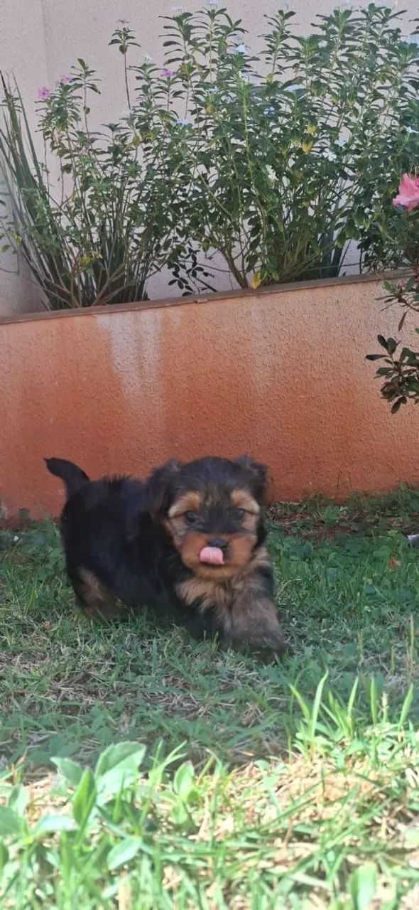 Animais  - Foto 4
