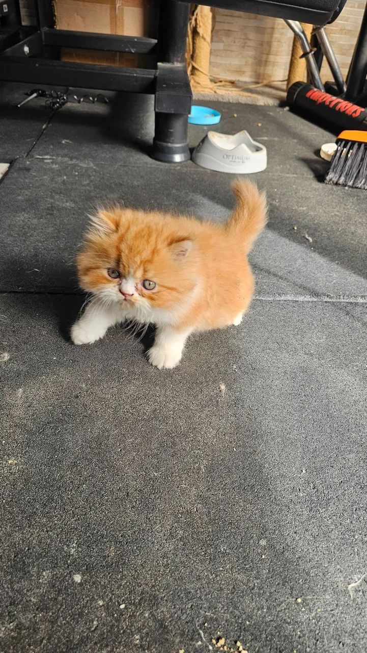 Gato Persa ( macho) - Foto 2