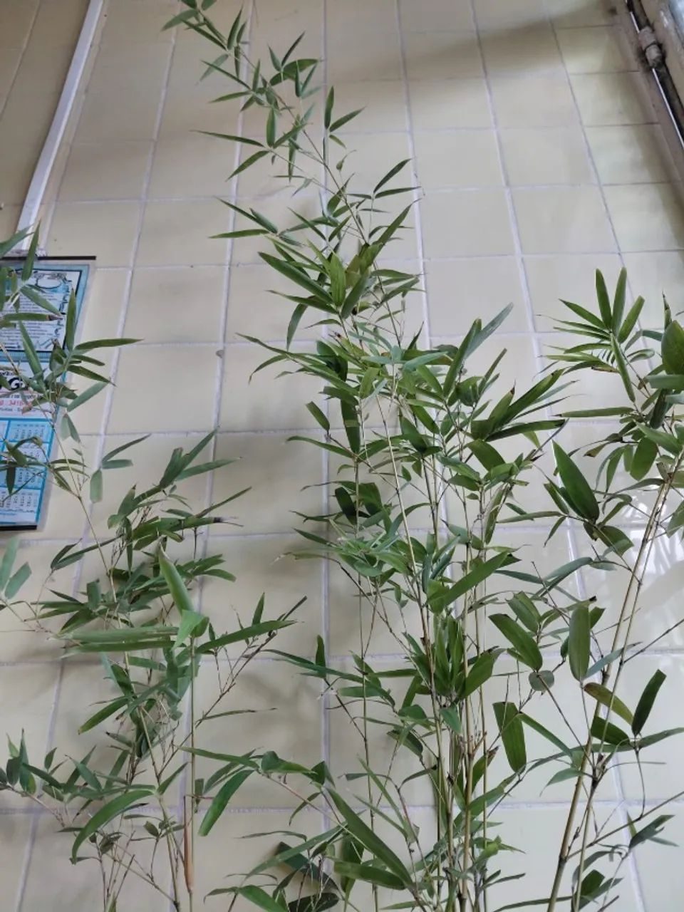 Bambu Cana da India (Phyllostachys aurea) vendo muda DE 1,8 M.