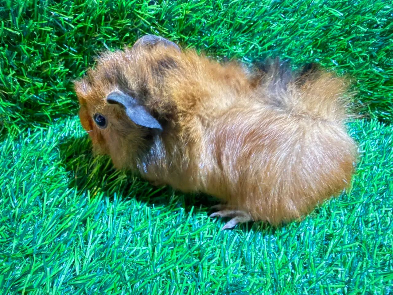 Filhotes de Porquinho da Índia Abissínio  - Foto 2