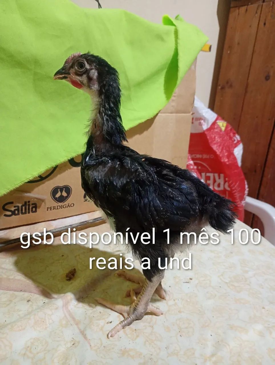 Pintinhos gsb balão disponível  - Foto 4
