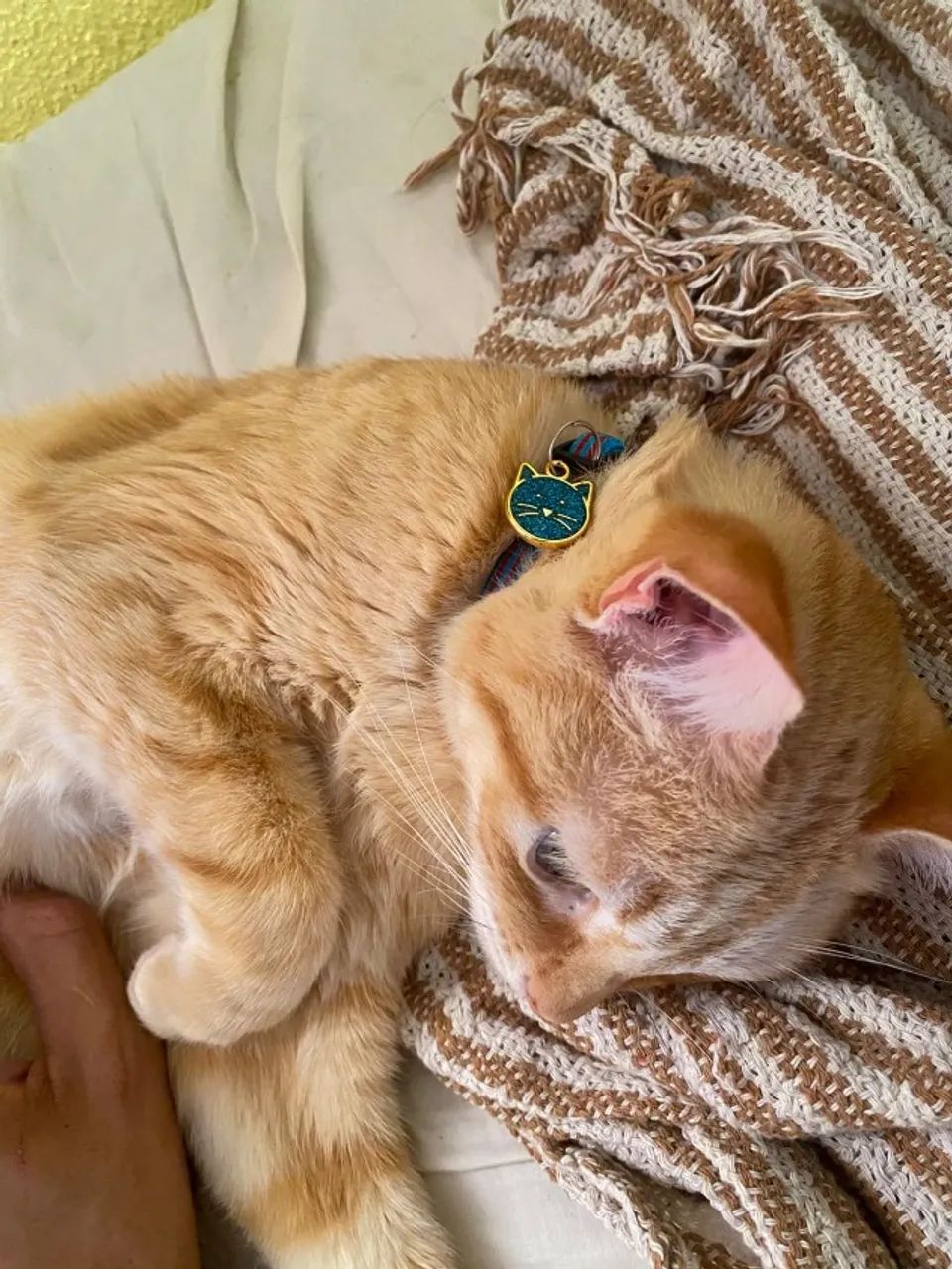 Doação gatinho - Foto 2