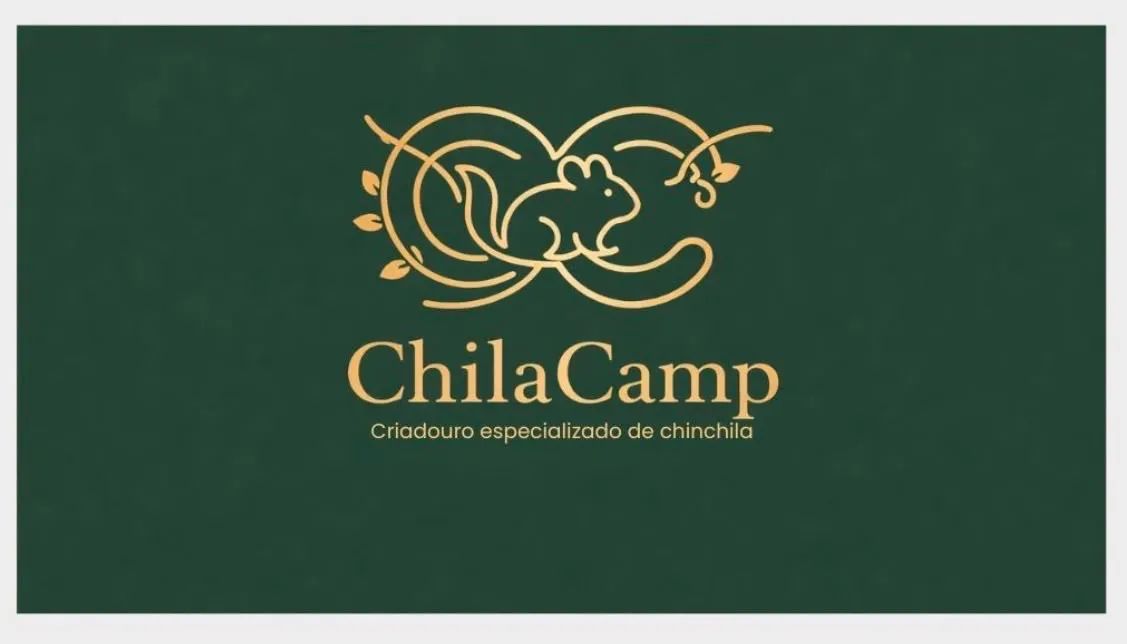 Chinchila - Foto 2
