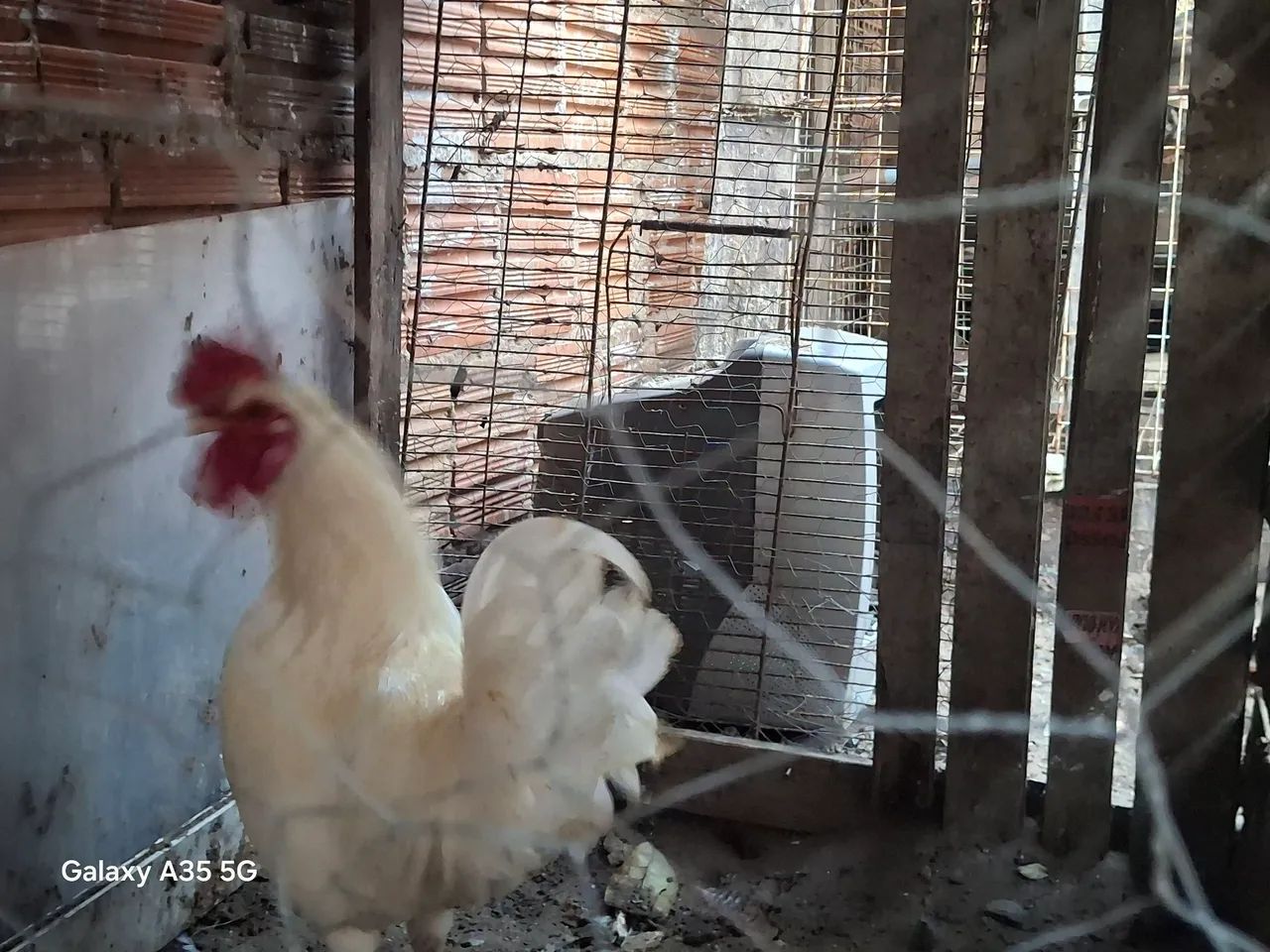 Galinha  - Foto 2