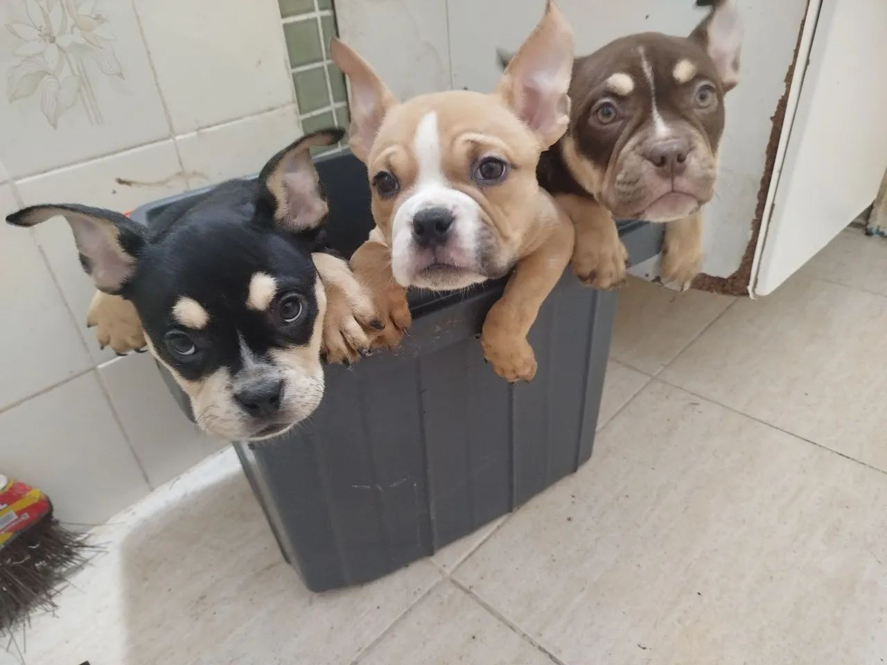 Exótic American Bully Nano  - Foto 5