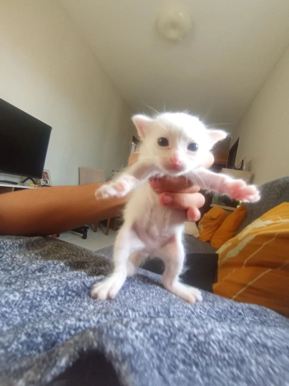 Gato filhote430234142014842881