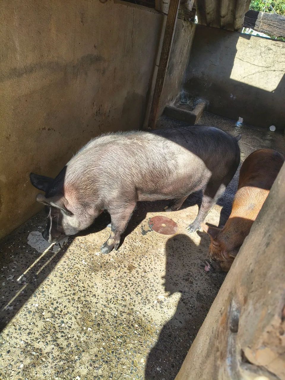 Vendo Leitoa, está em Varginha!  - Foto 3