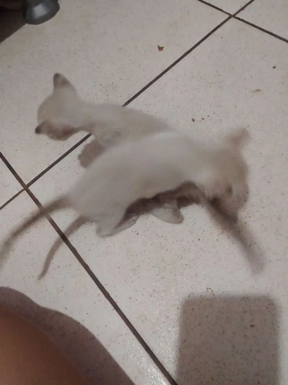 Estou doando esses lindos gatinhos  - Foto 4