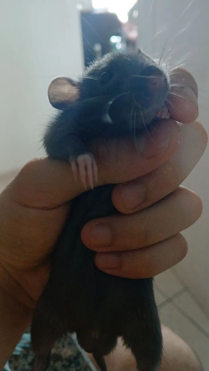 Rato twister macho para adoção - Foto 3