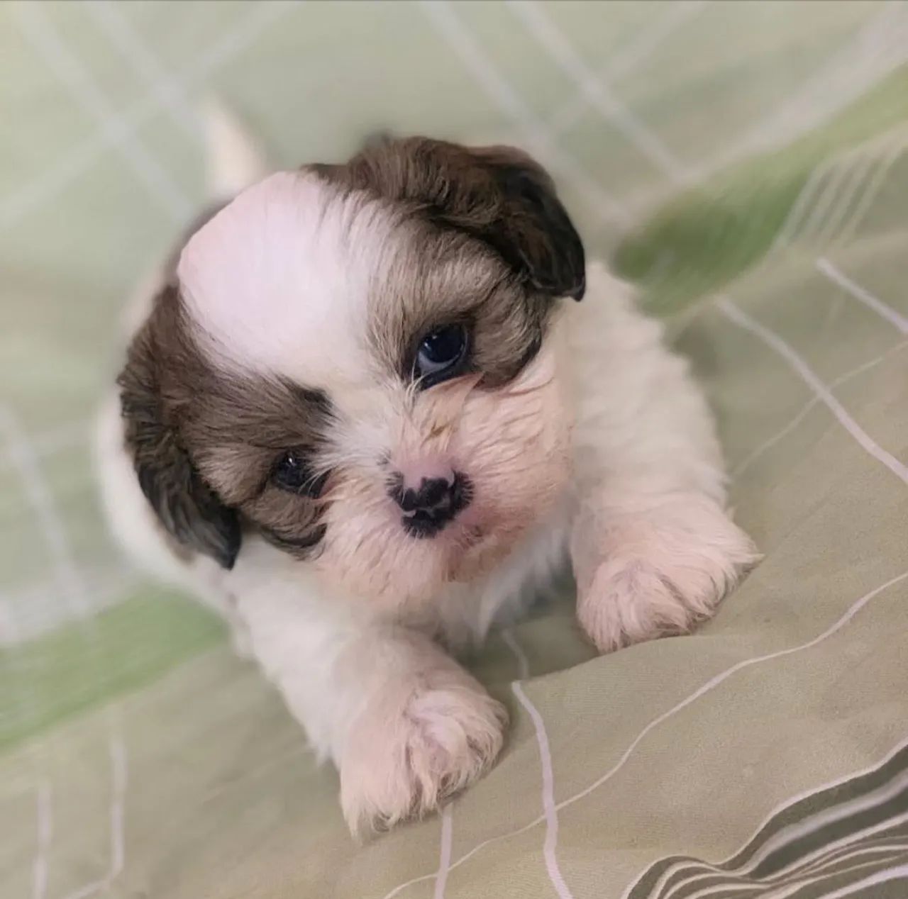 Lhasa Apso 